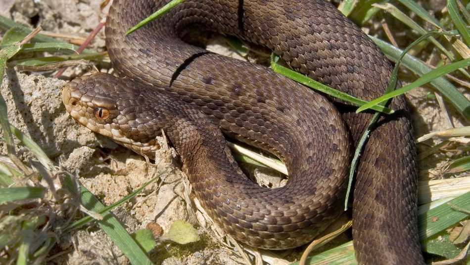 ОБЕРЕЖНО, ПЛАЗУНИ: ЩО РОБИТИ, ЯКЩО ВКУСИЛА ЗМІЯ?