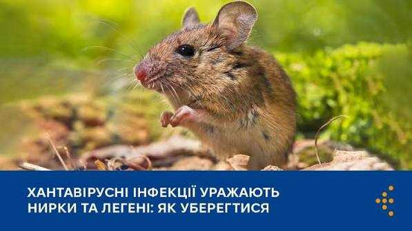 Хантавірус
